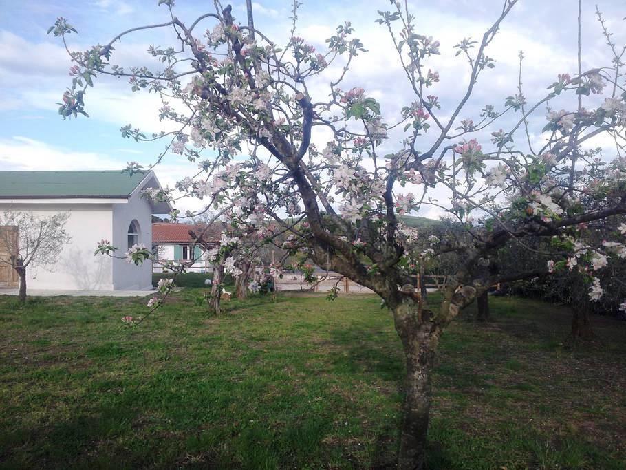 Gli Olivi Bed & Breakfast Formello Exterior photo